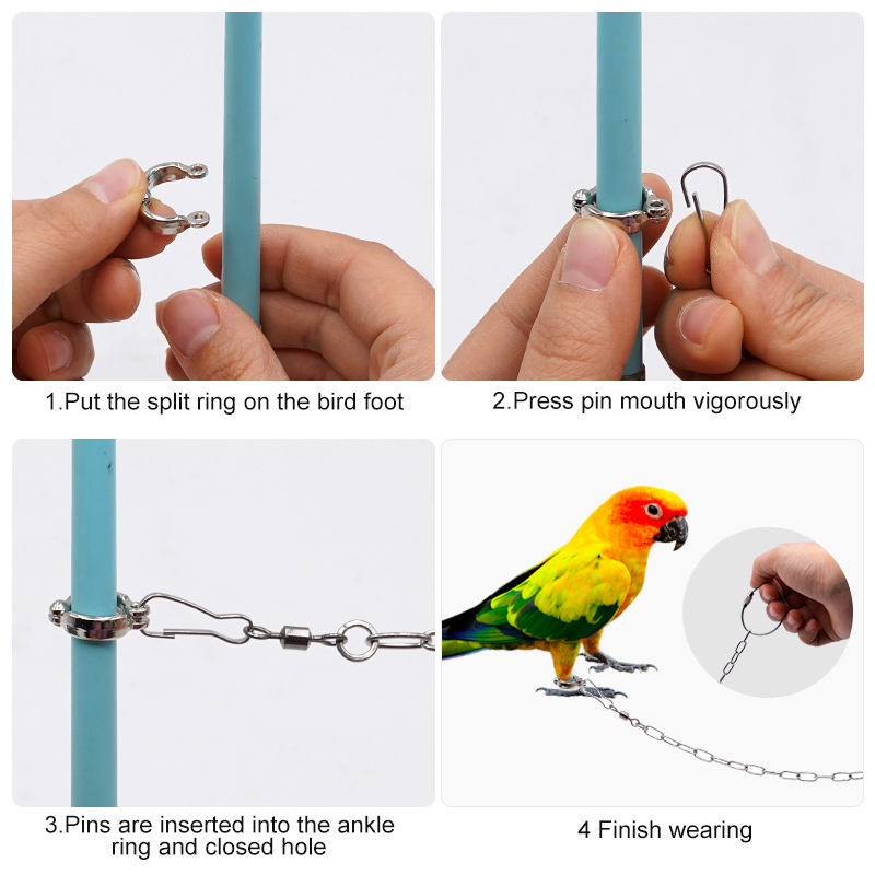 สแตนเลส Parrot ขาแหวนโซ่นกข้อเ - Anklet Foot Chain บทวิจารณ์และราคา
